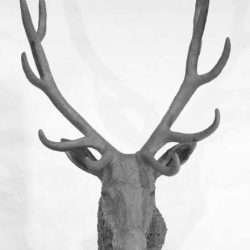 stag head sculpture front view