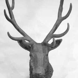 stag head sculpture head on view